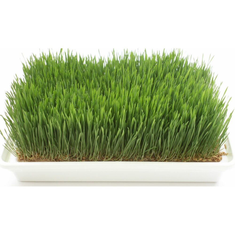 חממה למנבטה