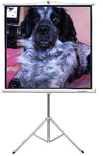 מסך הקרנה רצפתי על חצובה 203X203 LEAD SCREEN
